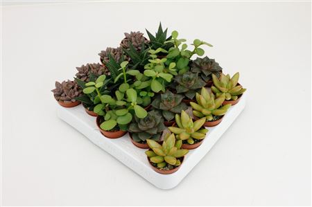 Succulent Mix On Row
