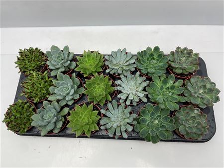 Lage Succulent Mix