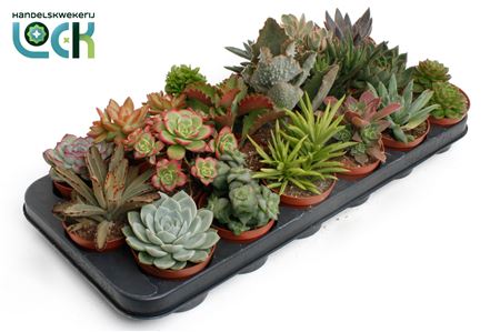 Succulenten Mix.