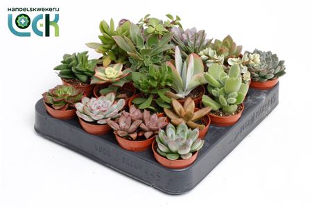 Succulent Mix Uk