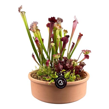 Carnivorous Plant Mix In Terracotta