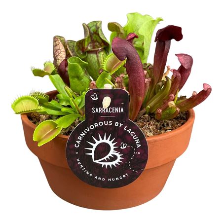 Carnivorous Plant Mix In Terracotta