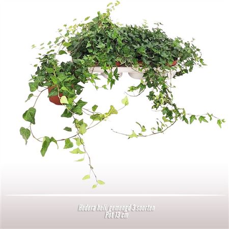 Hedera Helix Mix