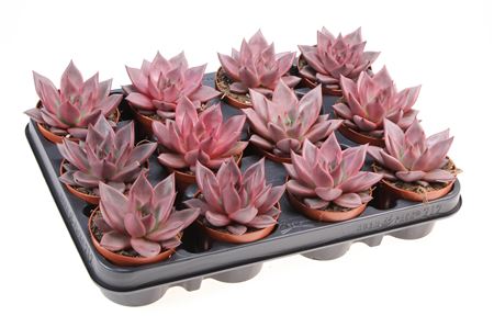 Echeveria Taurus