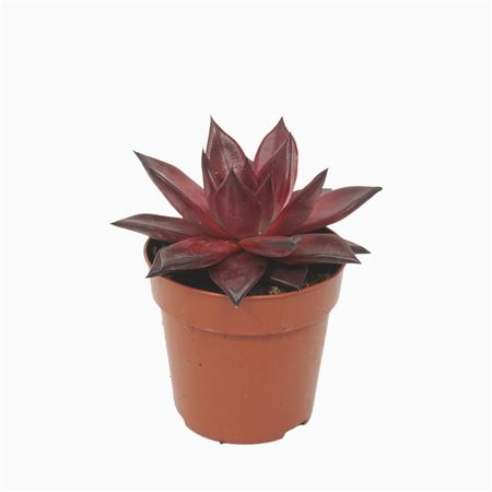 Echeveria Atlas