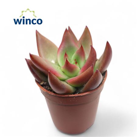 Echeveria Mars Taurus