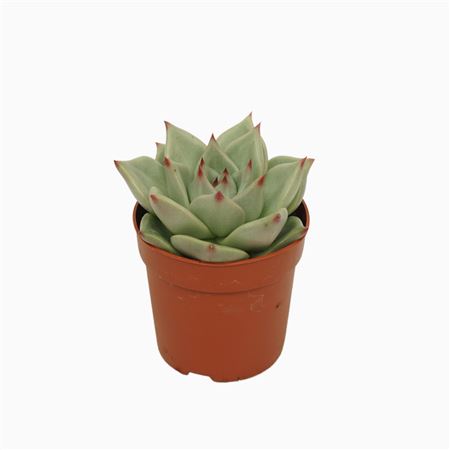 Echeveria Sirius