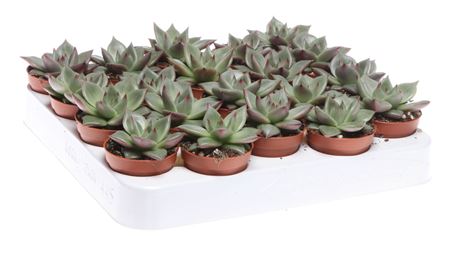 Echeveria Sirius