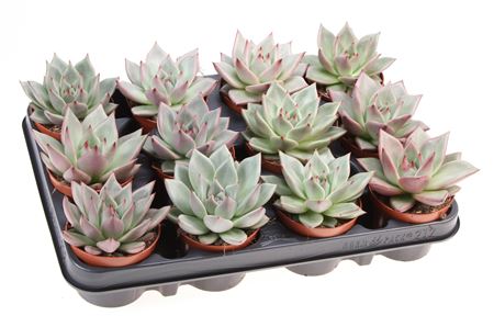 Echeveria Sirius