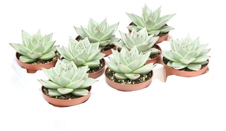 Echeveria Sirius