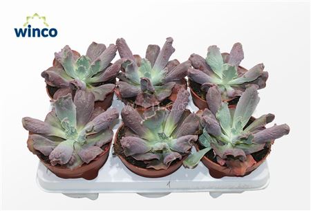 Echeveria Culebra