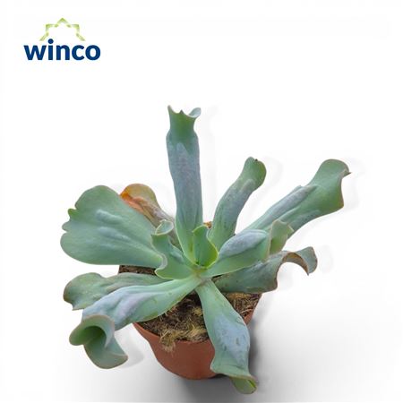 Echeveria Culebra