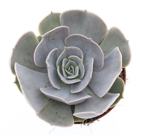 Echeveria Pollux