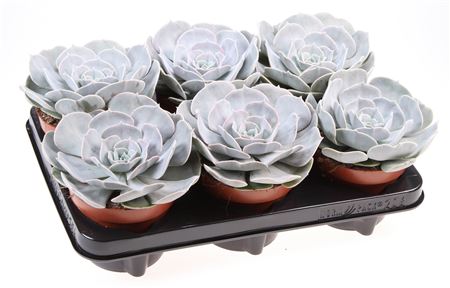 Echeveria Pollux