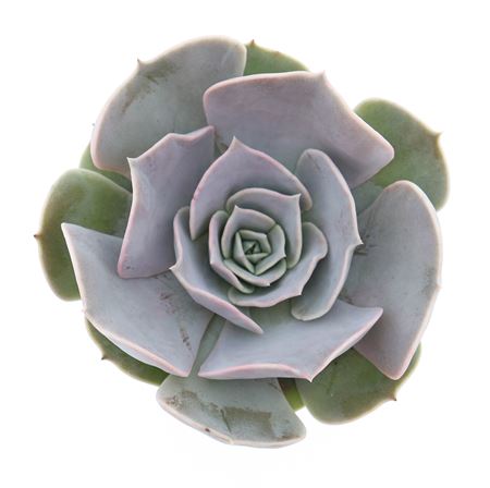 Echeveria Pollux