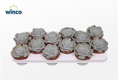 Echeveria Pollux