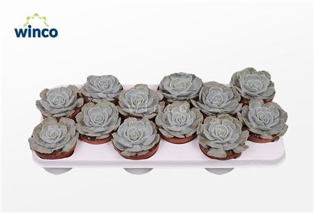 Echeveria Pollux