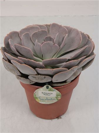 Echeveria Pollux