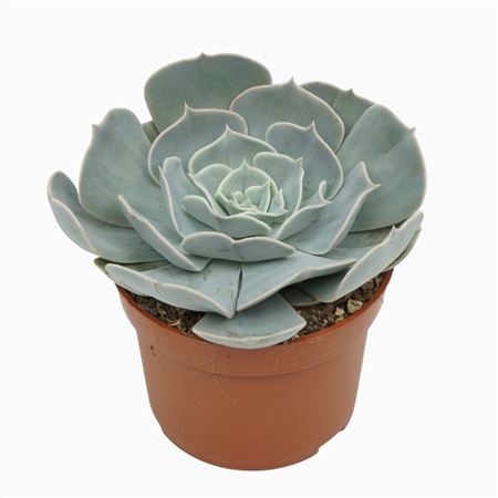 Echeveria Pollux