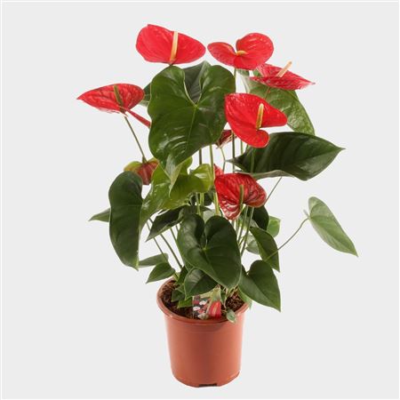 Anth An Red Winner 5+