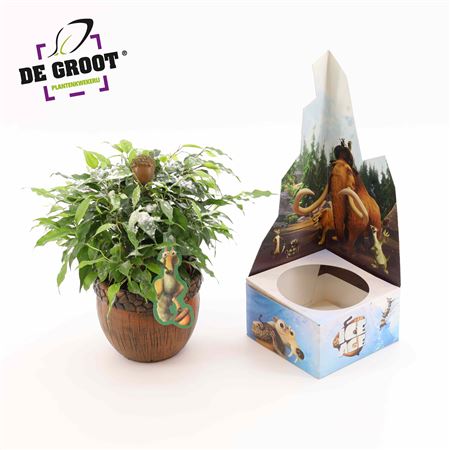 Ficus Be Ice Age Plant