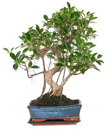 Bonsai Ficus Retusa S-shape With Drip Tray