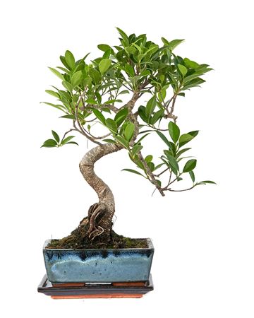 Bonsai Ficus Retusa S-shape With Drip Tray
