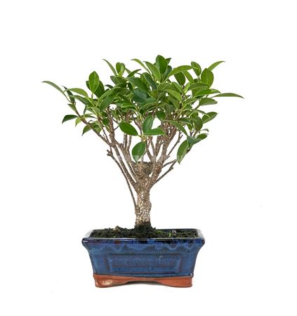 Bonsai Ficus Retusa Traditional Ball On Stem