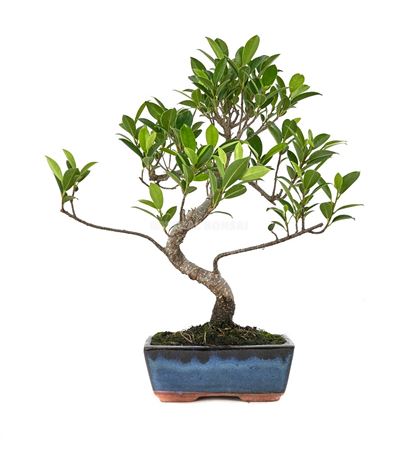 Bonsai Ficus Retusa 15cm/ 6 Years S-shape (indoor