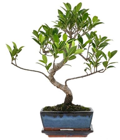 Bonsai Ficus Retusa 15cm/ 6 Years S-shape With Dri