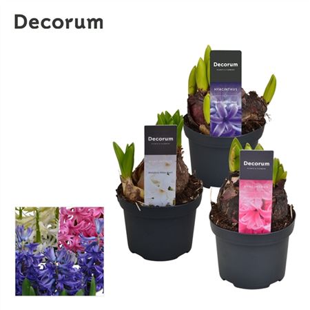 Hyacinthus Multiflora Mix (decorum)