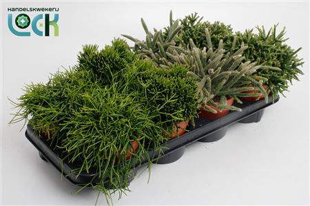 Rhipsalis Mix