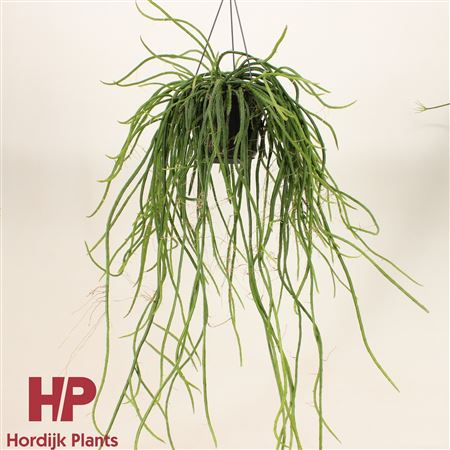 Selenicereus Wercklei Hanging Pot