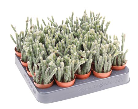 Rhipsalis Horrida