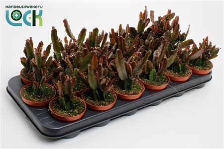 Rhipsalis Agudoensis.