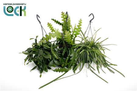 Rhipsalis Hang Mix