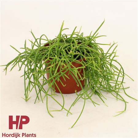 Rhipsalis Shaferi