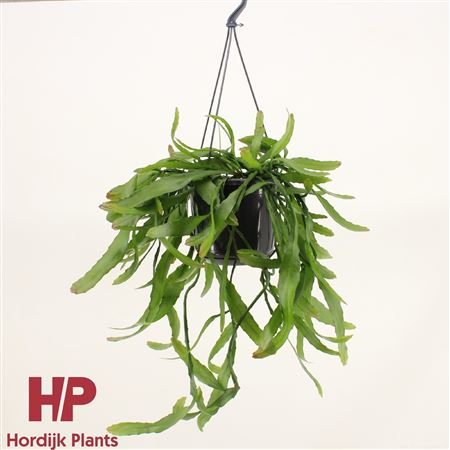 Disocactus Quetzaltecus Hanging Pot