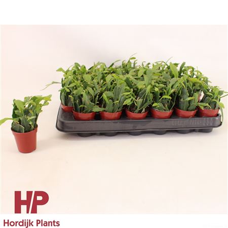 Rhipsalis Crispata