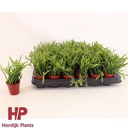 Selenicereus Wercklei