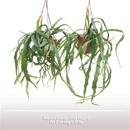 Rhipsalis Asuntapatense Hanging Pot