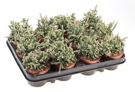 Rhipsalis Horrida