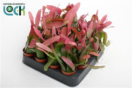 Rhipsalis Red Coral