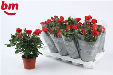 Rosa Red (bm)