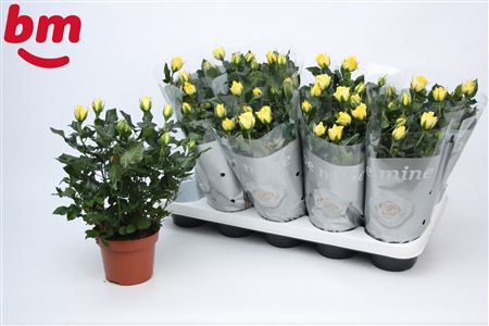 Rosa Yellow (bm)