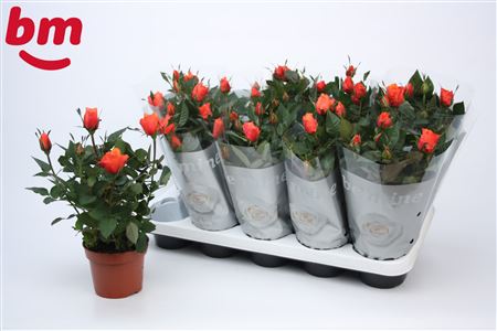 Rosa Orange (bm)