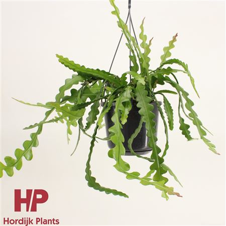 Epiphyllum Anguliger Hanging Pot
