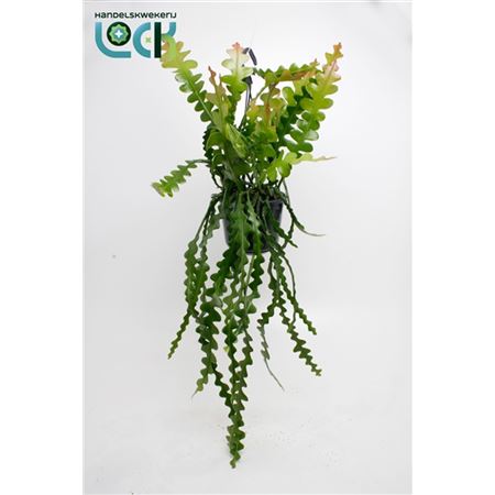 Epiphyllum Anguliger