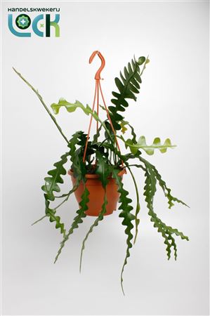 Epiphyllum Anguliger