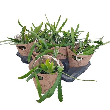 Epiphyllum Anguliger In Hanging Basket